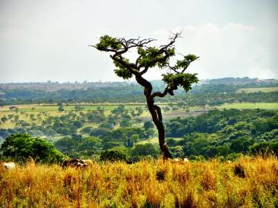 Tree in the Cerrado area of Brazil