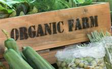 organic food